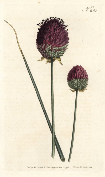 Ajo de cabeza redonda, Allium sphaerocephalon de Sydenham Teast Edwards
