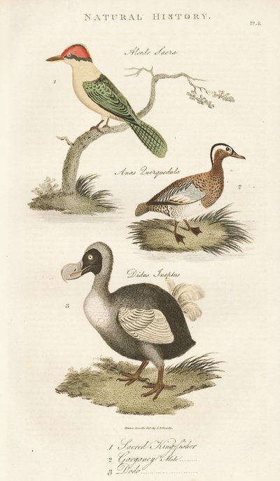  de Sydenham Teast Edwards