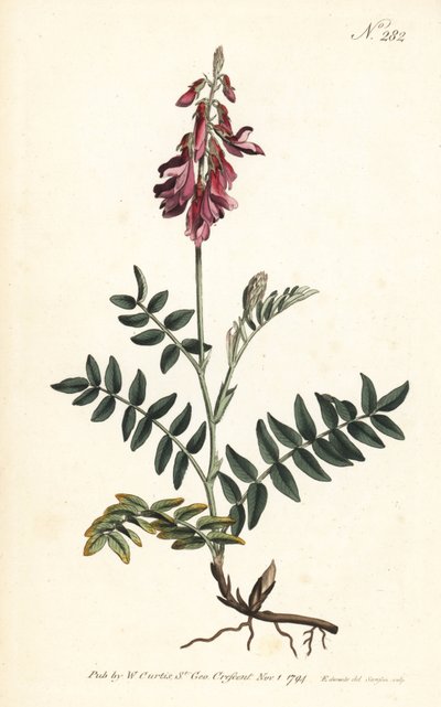 Sainfoin de los Alpes - Sainfoin alpino, Hedysarum hedysaroides de Sydenham Teast Edwards