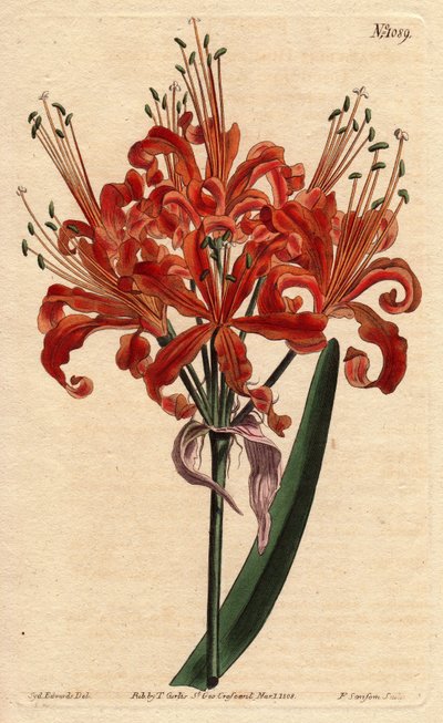 Amarilis de color salmón, con flor naranja rizada, floreciendo desde un solo pie. Amarilis de color salmón, con flores naranjas rizadas que florecen desde un solo tallo. Amaryllis humiliates. Grabado en cobre coloreado a mano de una ilustración botánica de Sydenham Teast Edwards