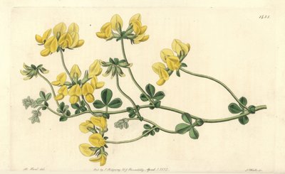 Loto de arena - Lotus arenarius de Sydenham Teast Edwards