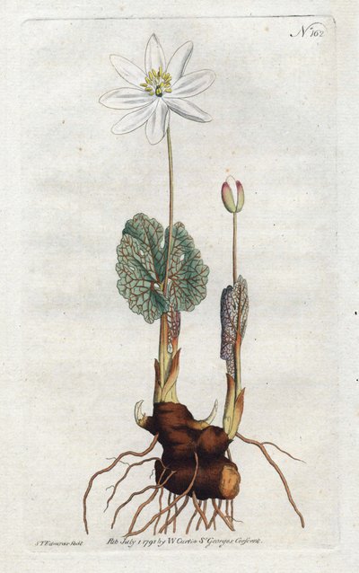 Sanguinaria del Canadá de Sydenham Teast Edwards