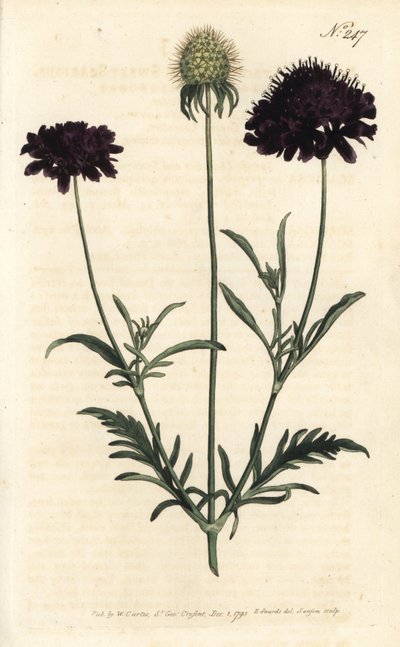 Scabiosa atropurpurea de Sydenham Teast Edwards