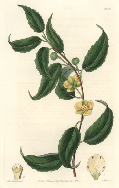 Schisandra tiene flores amarillas, nativa de Nepal - Aguafuerte de S. Watts de una ilustración de Sarah Anne Drake (1803-1857), del Botanical Register de Sydenham Teast Edwards