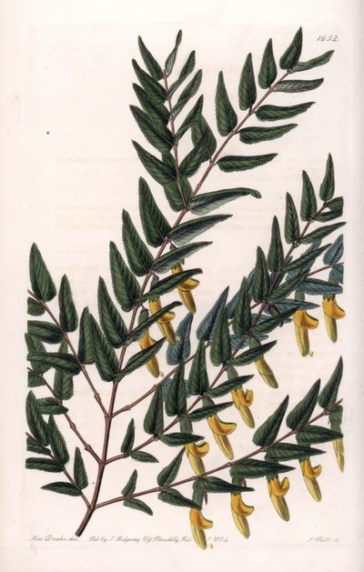Scotia con ramas lisas de Sydenham Teast Edwards