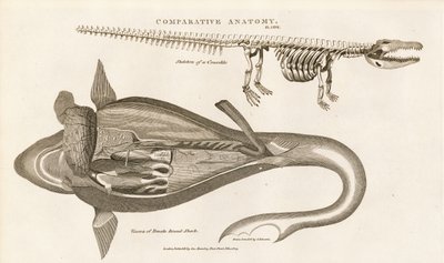Anatomía del tiburón y esqueleto del cocodrilo de Sydenham Teast Edwards