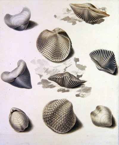Conchas y flora marina de Sydenham Teast Edwards