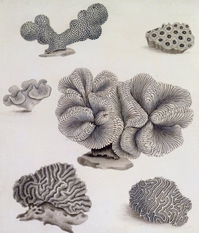 Conchas y Flora Marina de Sydenham Teast Edwards