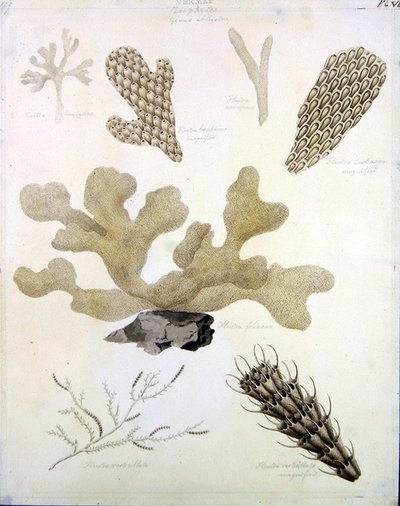 Conchas y flora marina de Sydenham Teast Edwards