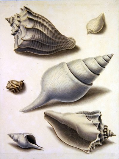 Conchas y flora marina de Sydenham Teast Edwards