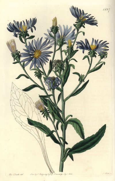 Aster vistoso, Aster spectabilis. Grabado en cobre coloreado a mano por S. Watts después de una ilustración de Sarah Drake del Botanical Register de Sydenham Edwards, Ridgeway, Londres de Sydenham Teast Edwards