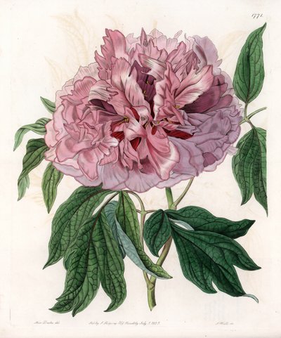 Peonía arbustiva o peonía de oveja - Tabla grabada por S. Watts, de una ilustración de Sarah Anne Drake, del Registro Botánico de Sydenham Edwards, Inglaterra de Sydenham Teast Edwards
