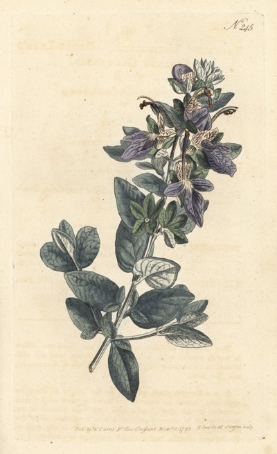 Germander arbustivo, Teucrium fruticans (Teucrium latifolium) - Grabado en cobre coloreado a mano de Sansom después de una ilustración de Sydenham Edwards del Botanical Magazine de William Curtis, Londres de Sydenham Teast Edwards