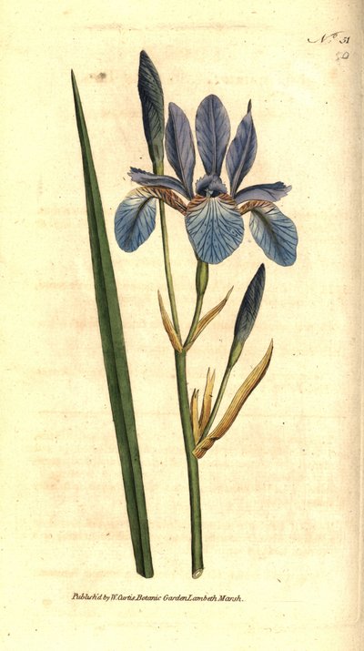 Iris siberiano, del Botanical Magazine de William Curtis de Sydenham Teast Edwards