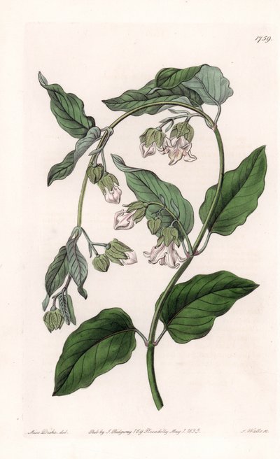Araujia portadora de seda - Placa grabada por S.Watts, de una ilustración de Sarah Anne Drake, del Registro Botánico de Sydenham Edwards de Sydenham Teast Edwards