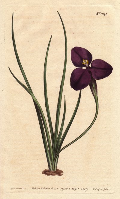 Patersonia sedosa con flor púrpura oscura de Sydenham Teast Edwards
