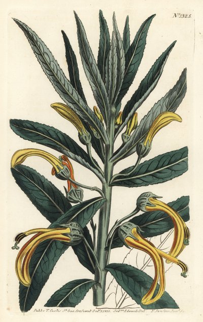 Siphocampylus giganteus, en peligro de extinción (Lobelia gigantea). Grabado en cobre coloreado a mano por F. Sansom Jr. de una ilustración de Sydenham Edwards del Botanical Magazine de William Curtis, T. Curtis, Londres de Sydenham Teast Edwards