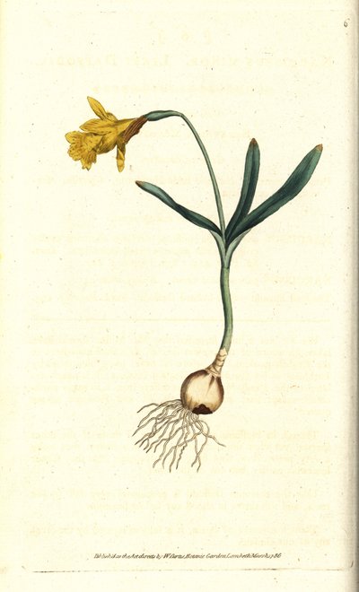 Narciso pequeño - Narcissus pseudonarcissus subsp. minor de Sydenham Teast Edwards