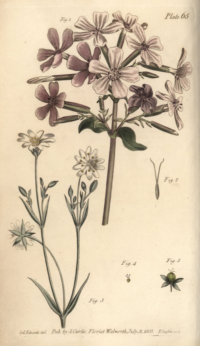 Jabonera, Saponaria officinalis de Sydenham Teast Edwards
