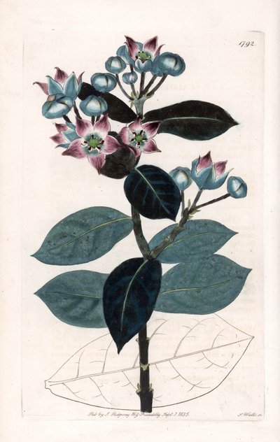 Árbol de manzana de Sodoma o árbol de seda - Placa grabada por S. Watts, de una ilustración de Sarah Anne Drake, del Registro Botánico de Sydenham Edwards, Inglaterra de Sydenham Teast Edwards