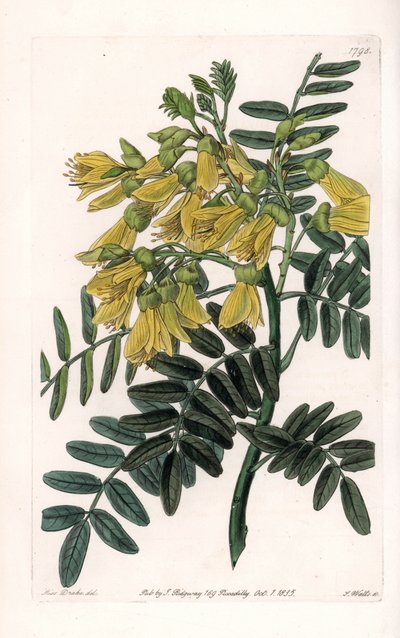 Sophora variete sudamericana - Grabado por S. Watts, de una ilustración de Sarah Anne Drake (1803-1857), del Registro Botánico de Sydenham Edwards (1768-1819), Inglaterra de Sydenham Teast Edwards