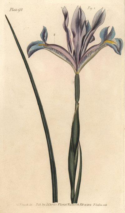Iris español, Iris xiphium de Sydenham Teast Edwards
