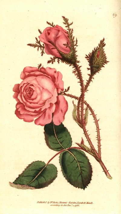 Rosa centifolia f. muscosa, del Botanical Magazine de William Curtis de Sydenham Teast Edwards