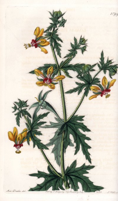 Amapola picante - Placa grabada por S.Watts, de una ilustración de Sarah Anne Drake, del Botanical Register de Sydenham Edwards de Sydenham Teast Edwards