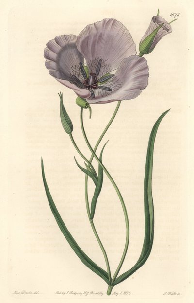 Calochorte espléndido, nativo de California de Sydenham Teast Edwards