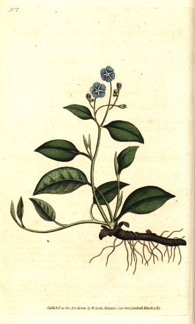 Omphalodes de primavera o Borraginácea pequeña - Omphalodes rastrera, Omphalodes verna (omphalodes azul, Cynoglossum omphalodes). Grabado en cobre coloreado a mano después de una ilustración botánica de James Sowerby del The Botanical Magazine de William C de Sydenham Teast Edwards
