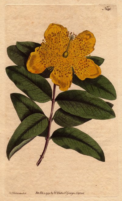 Hypericum calycinum de Sydenham Teast Edwards