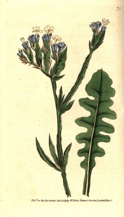 Statice sinue o Limonium con hojas sinuadas - Limonium sinuatum de Sydenham Teast Edwards