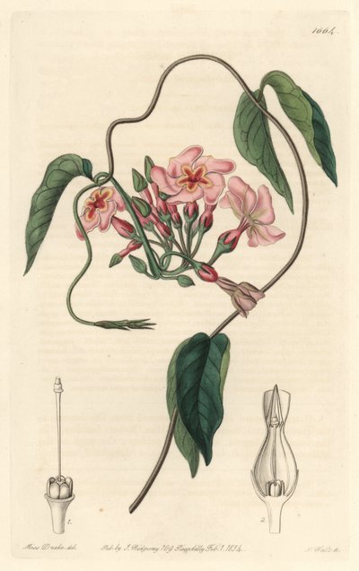 Echite estelar, nativa de Brasil - del Registro Botánico de Sydenham Teast Edwards