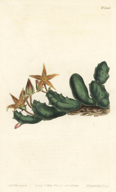 Stisseria geminata (Stapelia de dos flores) de Sydenham Teast Edwards