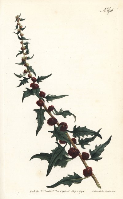 Espinaca de fresa en baguette - Pie de ganso frondoso, Chenopodium foliosum (Blite de fresa, Blitum virgatum). Grabado en cobre coloreado por Sansom de una ilustración de Sydenham Edwards del Botanical Magazine de William Curtis, Londres de Sydenham Teast Edwards