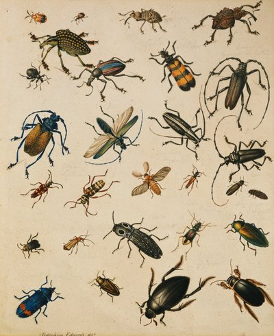 Estudios de Insectos de Sydenham Teast Edwards