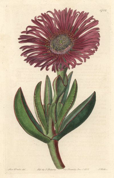 Planta suculenta Carpobrotus, nativa de Sudáfrica - Agua fuerte por S. Watts de una ilustración de Sarah Anne Drake, del Registro Botánico de Sydenham Teast Edwards
