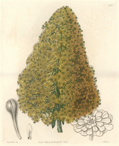 Planta suculenta, flor de Aenium, nativa de las Islas Canarias - Placa grabada por S. Watts de una ilustración de Sarah Anne Drake, del Registro Botánico de Sydenham Teast Edwards