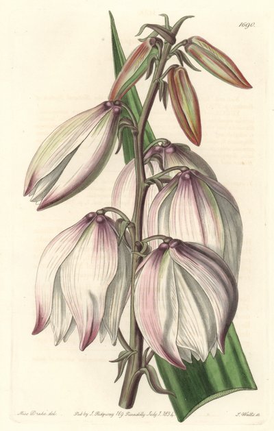Yuca soberbia, del Registro Botánico de Sydenham Teast Edwards