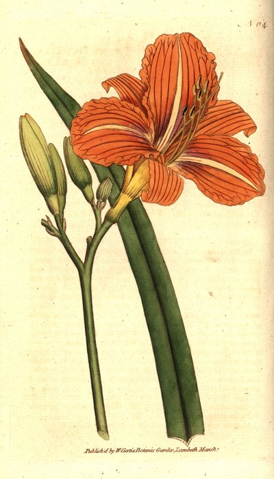 Lirio de día leonado, Hemerocallis fulva de Sydenham Teast Edwards
