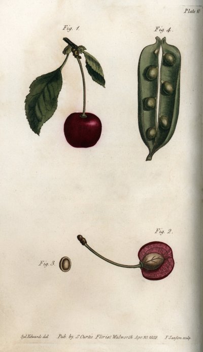 Pericarpio de guisante y sección del fruto del cerezo, del Botanical Magazine de William Curtis de Sydenham Teast Edwards