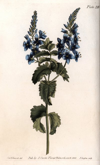 La verónica pequeña roble o falso germander. Grabado en cobre coloreado, ilustración de Sydenham Edwards (1768-1819) para las Conferencias de Botánica, Jardín Botánico de Lambeth (Inglaterra) de Sydenham Teast Edwards
