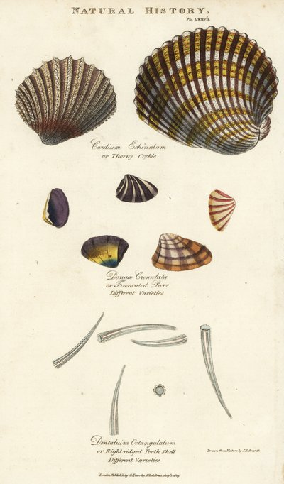 Berberecho espinoso, Cardium echinatum, purr truncado, Donax crenulata, y concha de diente de ocho crestas, Dentalium octangulatum. Grabado en cobre coloreado a mano después de Sydenham Edwards del Pantologia de John Mason Good, una Nueva Enciclopedia, G.  de Sydenham Teast Edwards