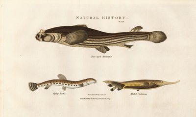 Tres especies de peces inusuales de Sydenham Teast Edwards