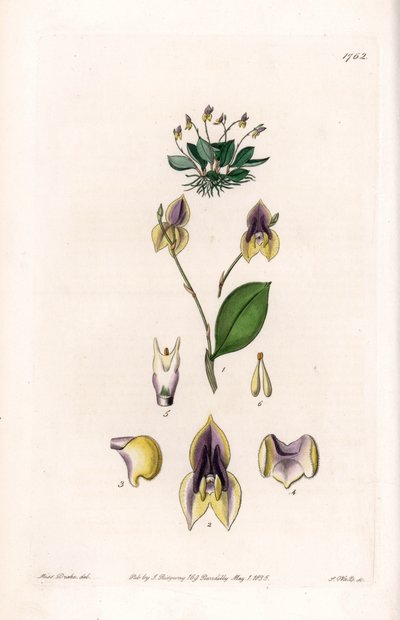 Lepanthe de tres dientes - Placa grabada por S.Watts, de una ilustración de Sarah Anne Drake, del Registro Botánico de Sydenham Edwards de Sydenham Teast Edwards