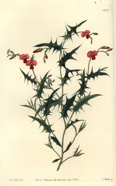 Chorozema triangulare, del Botanical Register de Sydenham Edwards de Sydenham Teast Edwards