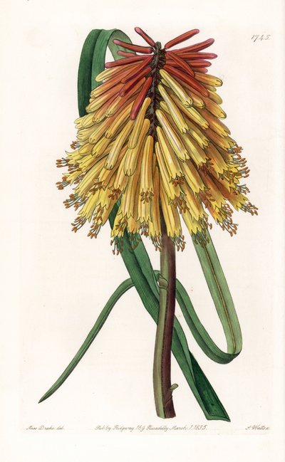 Tritome de largo racimo o tizón de Satanás - Placa grabada por S. Watts, de una ilustración de Sarah Anne Drake (1803-1857), del Botanical Register de Sydenham Edwards (1768-1819), Inglaterra de Sydenham Teast Edwards