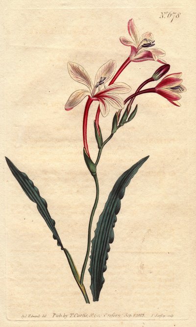 Tritonia con hojas rizadas y flores rosadas, carmesí y blancas, nativa de Sudáfrica de Sydenham Teast Edwards