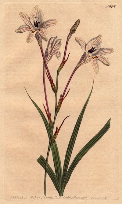 Tritonia de tubo largo, Tritonia capensis de Sydenham Teast Edwards