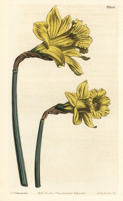 Narciso trompeta, Narcissus hispanicus de Sydenham Teast Edwards
